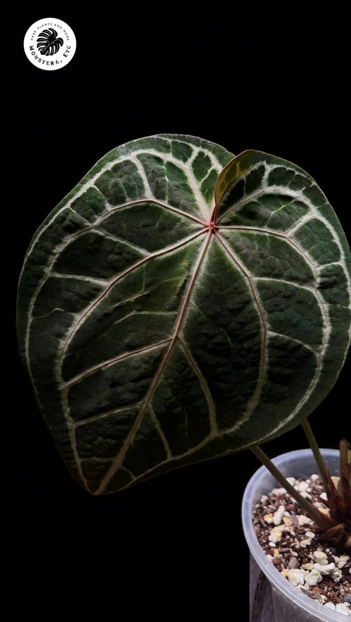 Anthurium Tezula Red Crystal selfed seedling