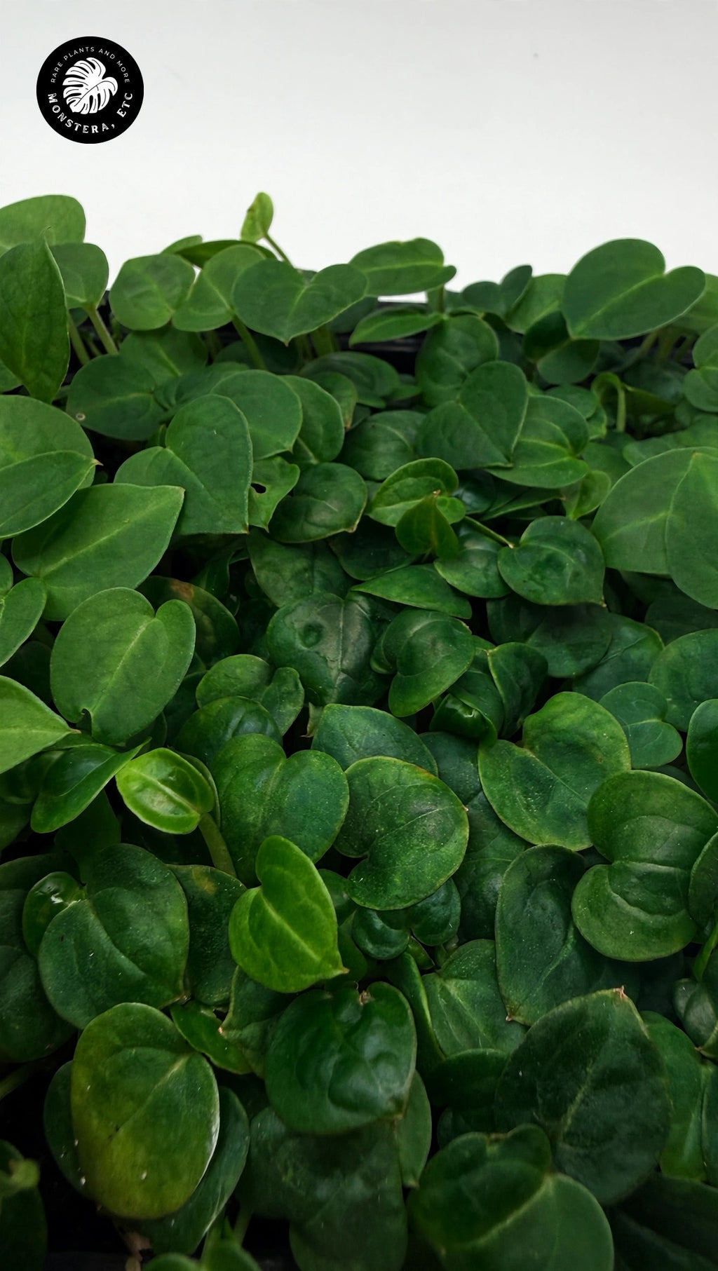 Anthurium Tezula Red Crystal selfed seedling