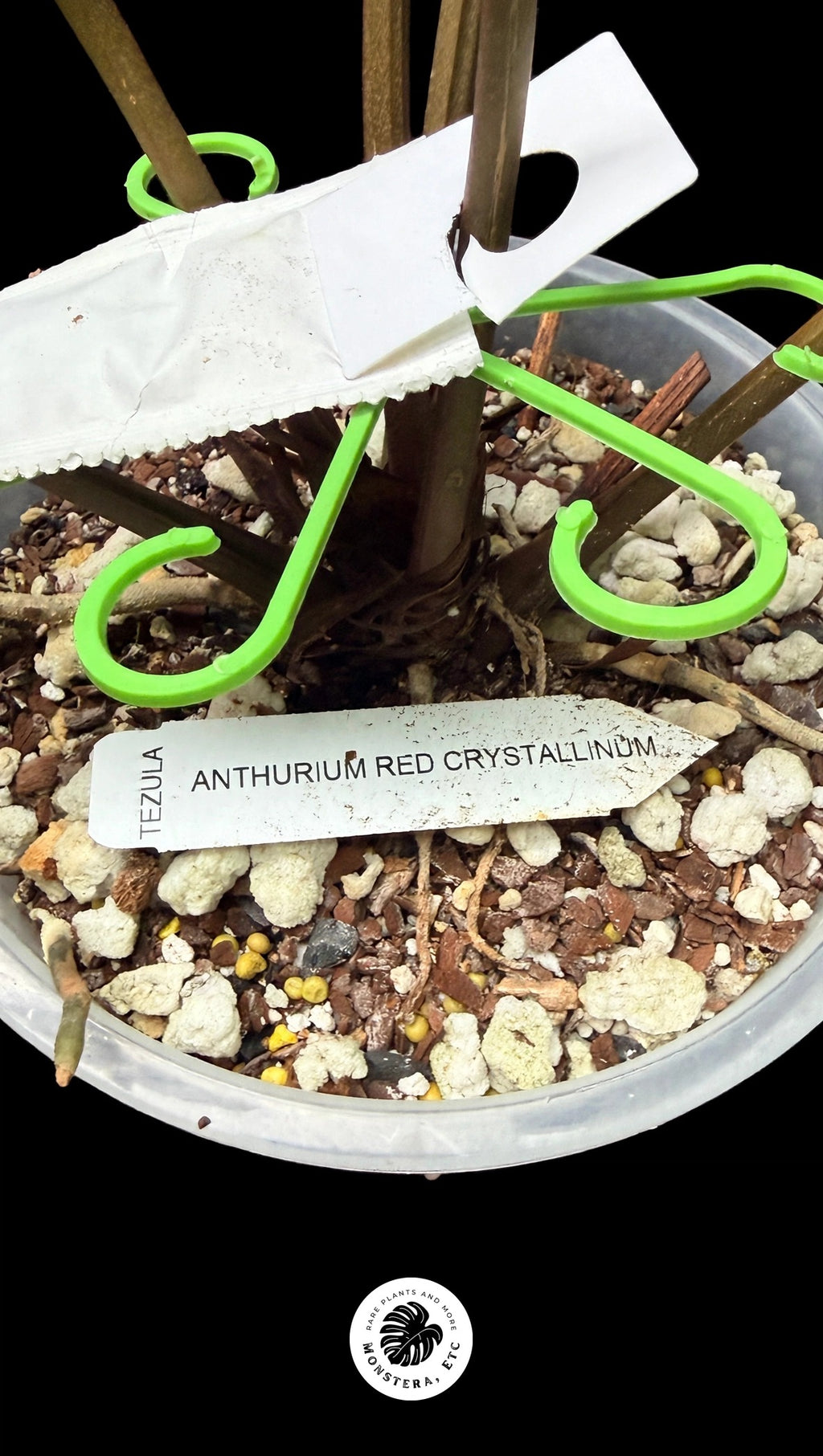 Anthurium Tezula Red Crystal selfed seedling