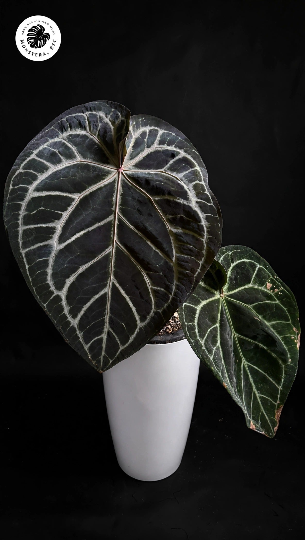 Anthurium Pink Lemonade x Black Widow Michelle self seedling