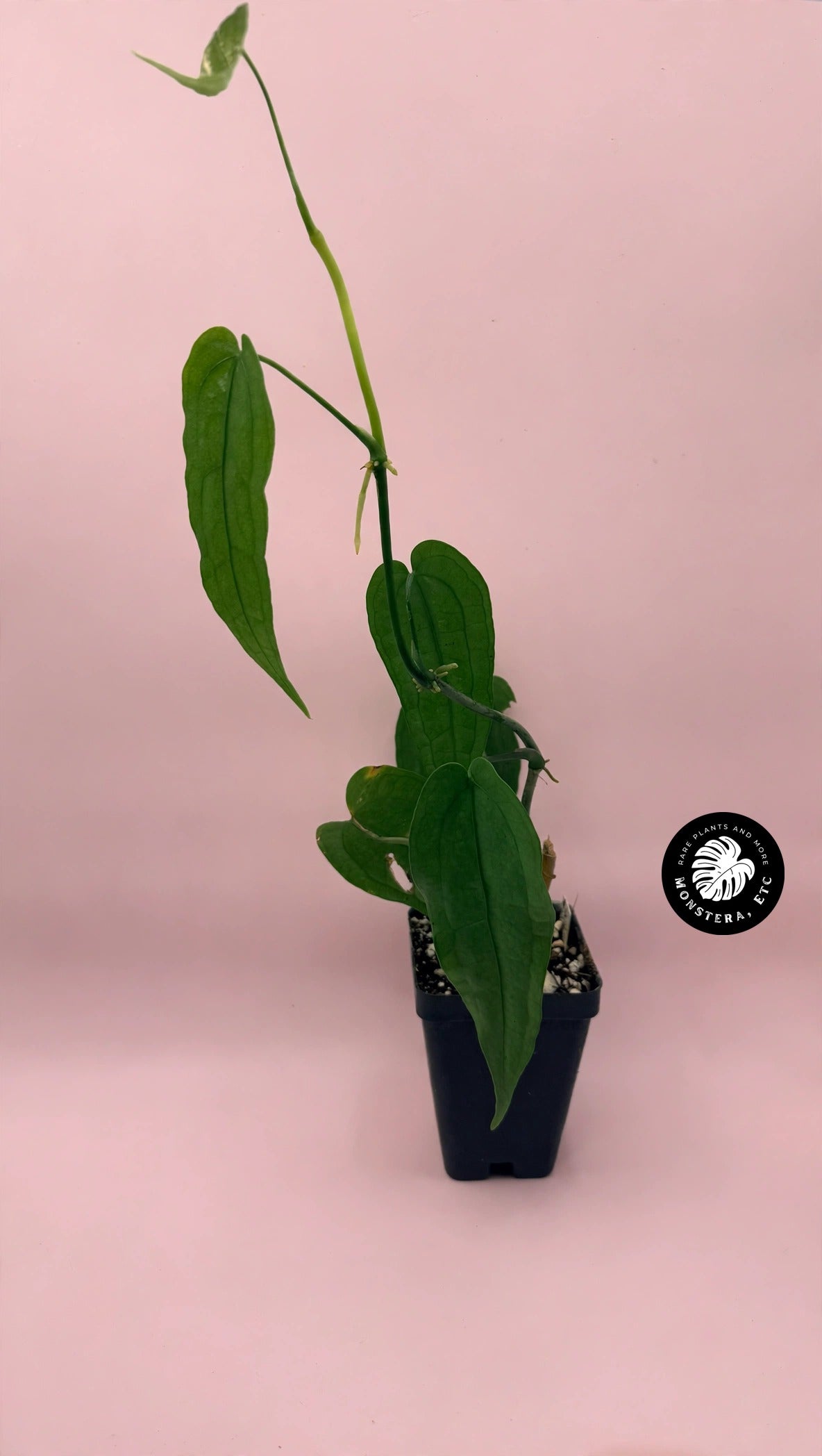 Anthurium sp. Limon