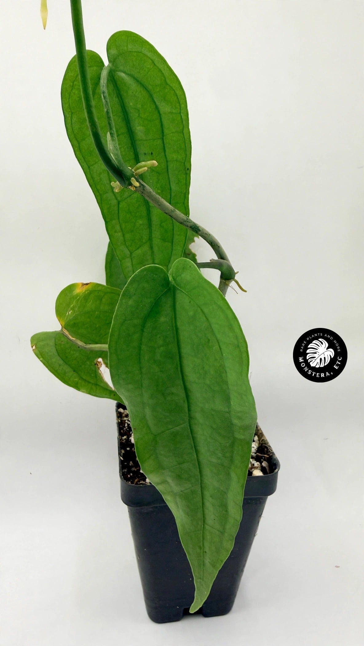 Anthurium sp. Limon
