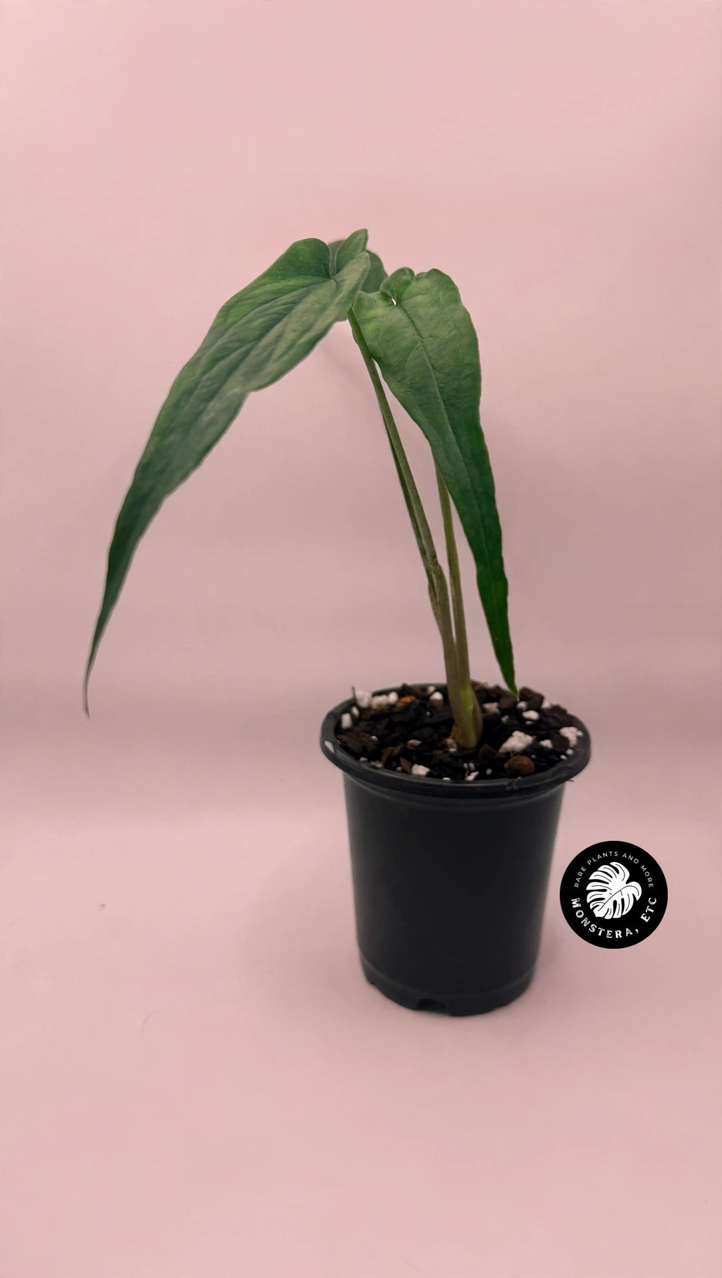 Syngonium sp. Lance Leaf