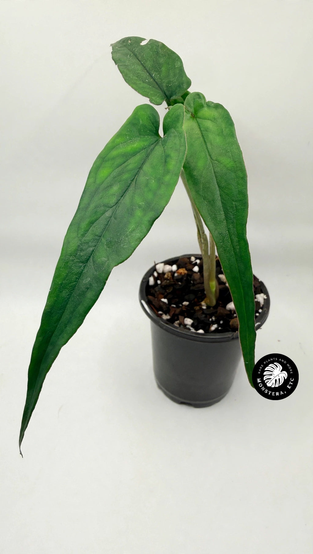 Syngonium sp. Lance Leaf