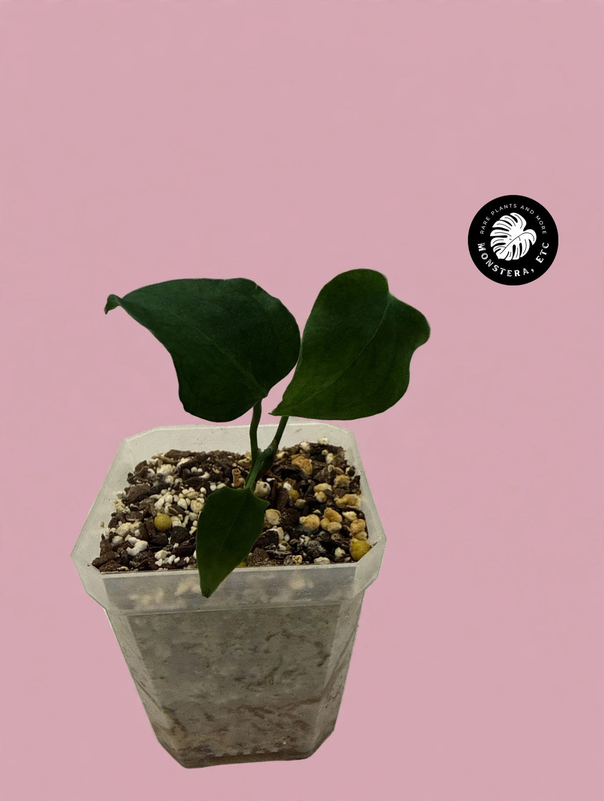 Anthurium Red Gunsal seedling