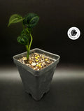 Anthurium clarinervium Barry Schwartz seedling