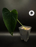 Anthurium warocqueanum x waterburyanum x nigrolaminum