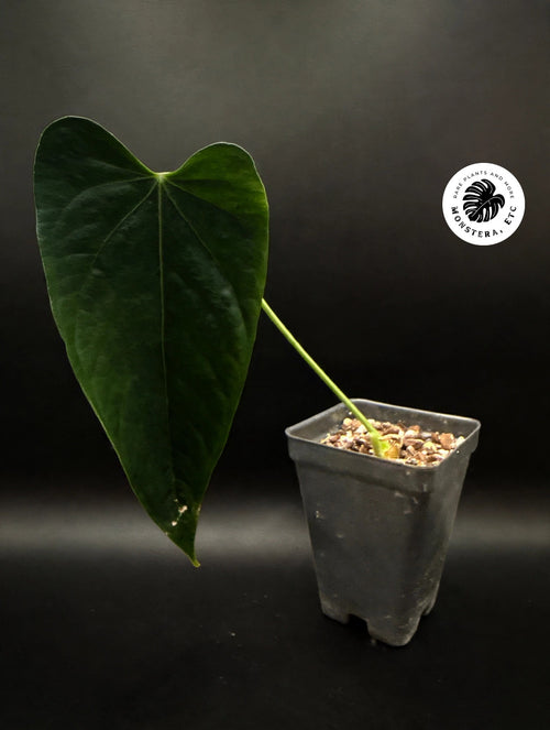 Anthurium warocqueanum x waterburyanum x nigrolaminum