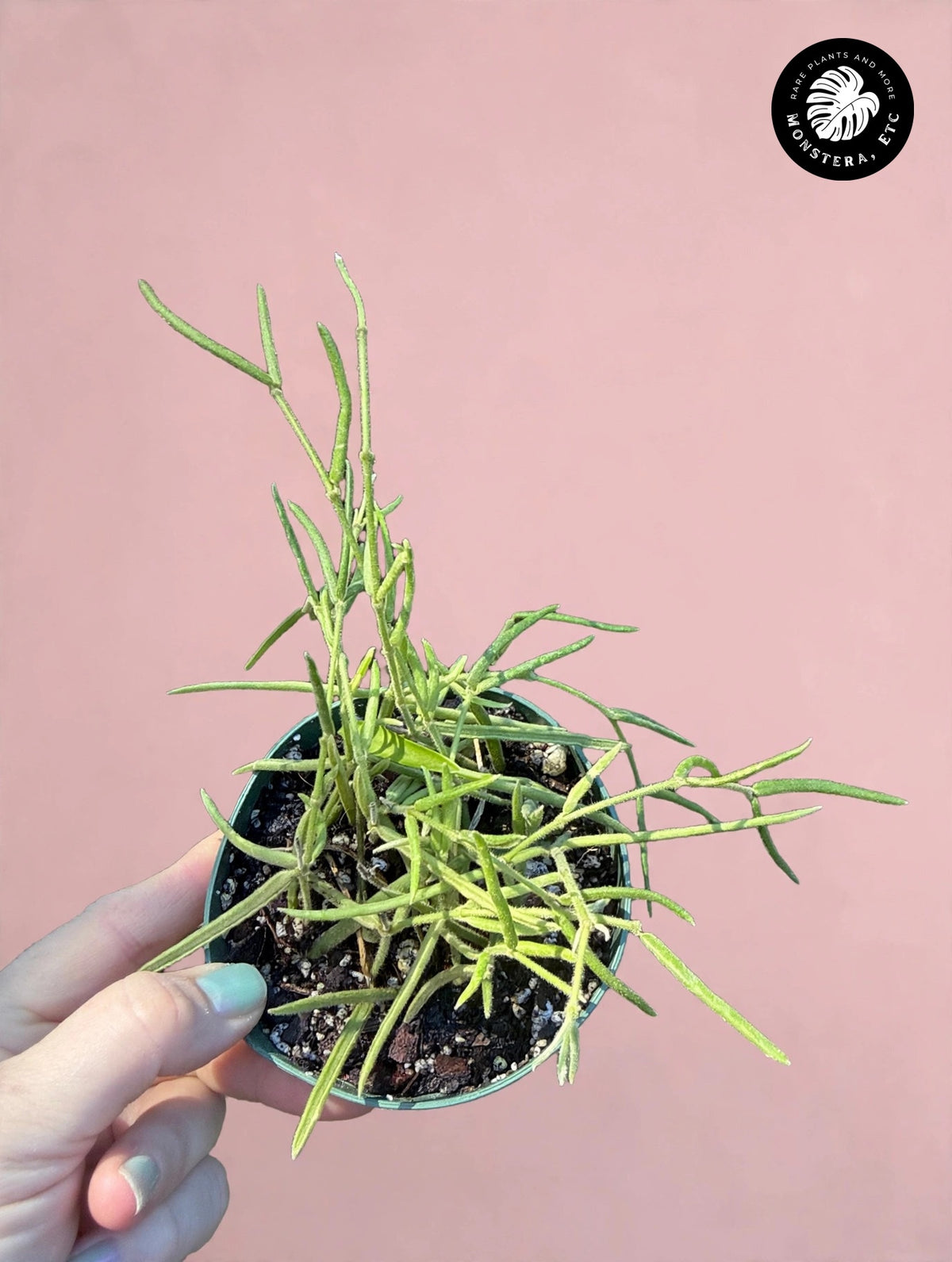 Hoya linearis — 4″ Pot