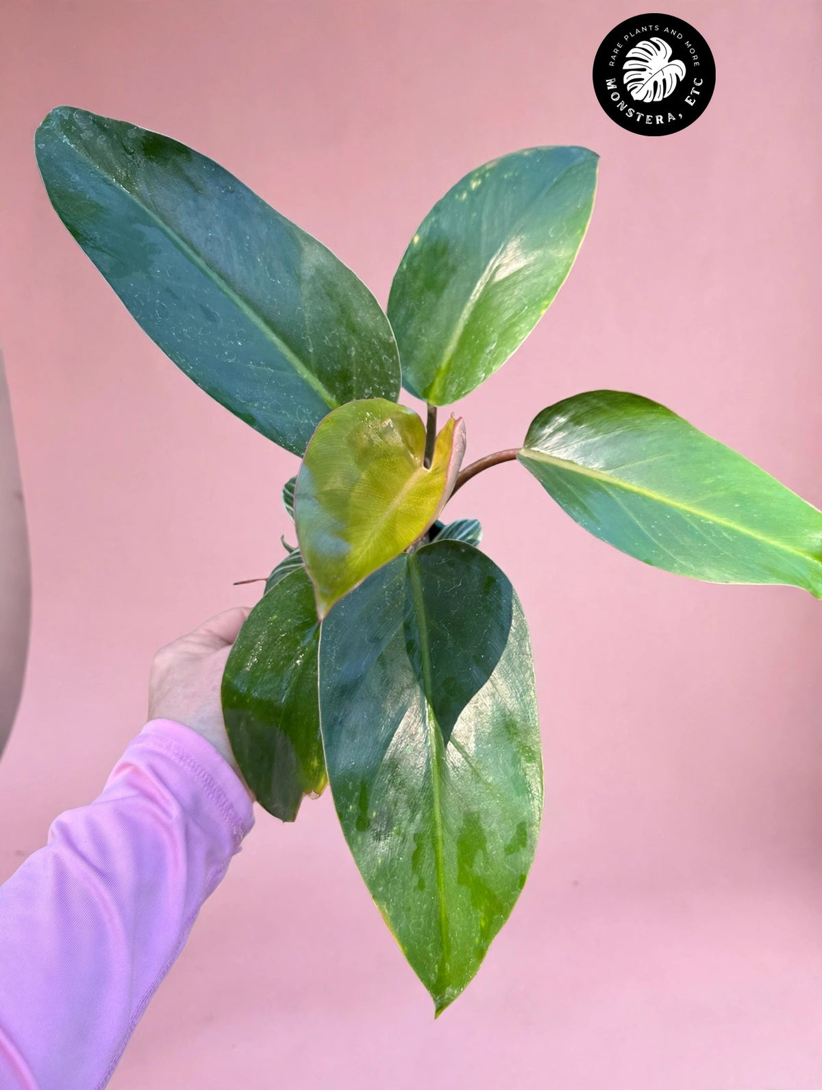 Philodendron 'Red Congo' + Bonus Philodendron 'Birkin' — 4″ Pot