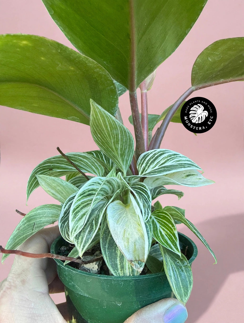 Philodendron 'Red Congo' + Bonus Philodendron 'Birkin' — 4″ Pot