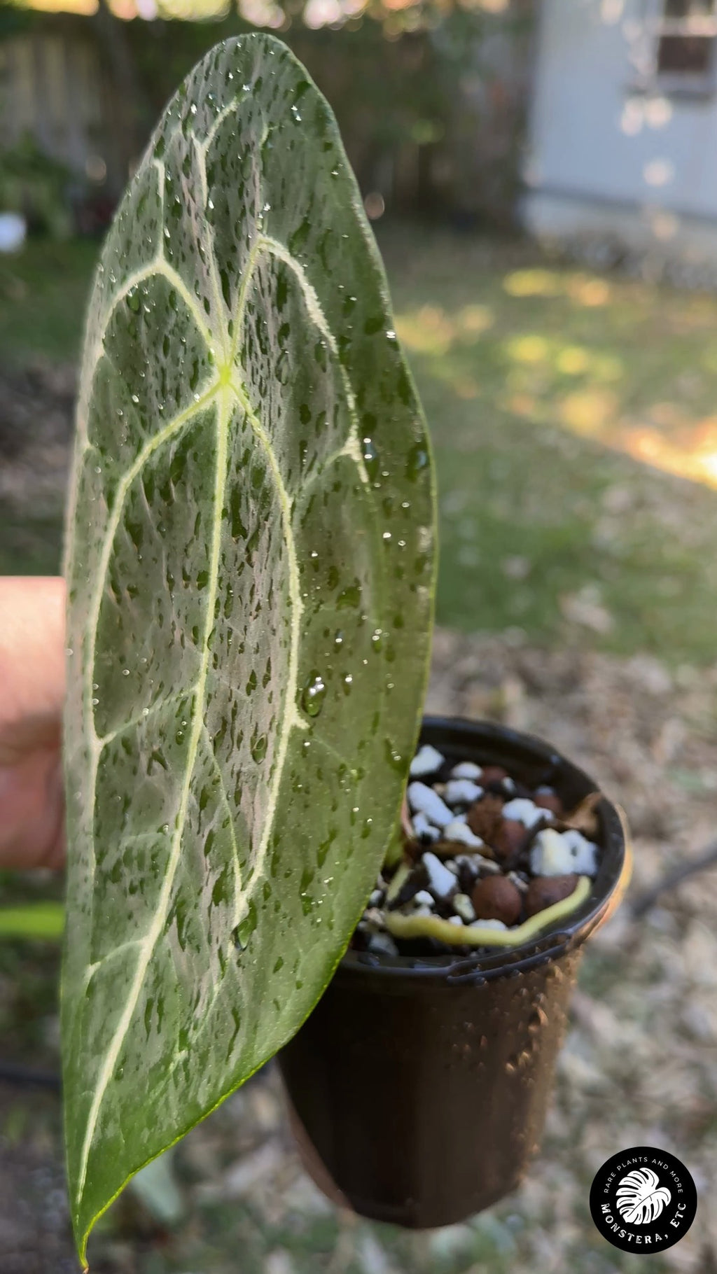Anthurium forgetii 'White Stripes' — 4" Pot (#0033)
