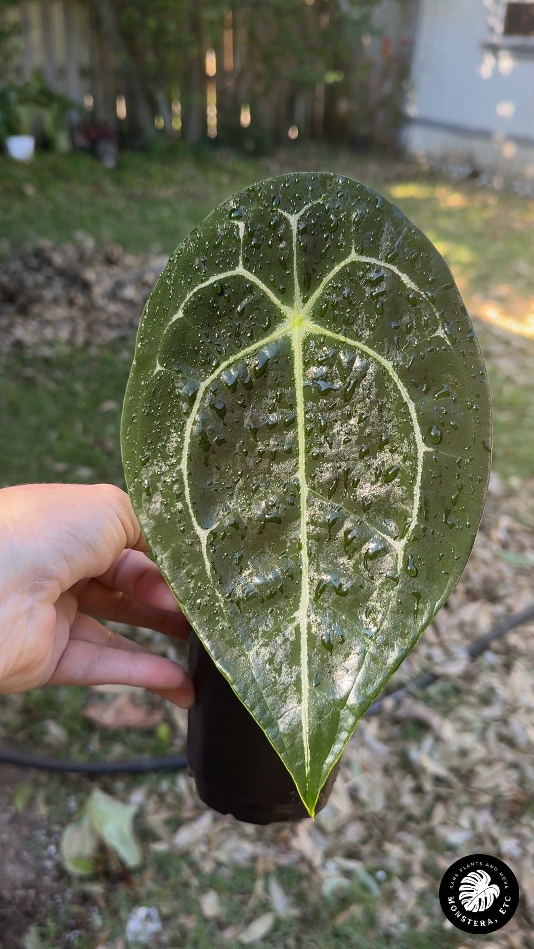 Anthurium forgetii 'White Stripes' — 4" Pot (#0033)