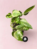 Pothos NJoy #0030 in nursery pot on pastel pink background
