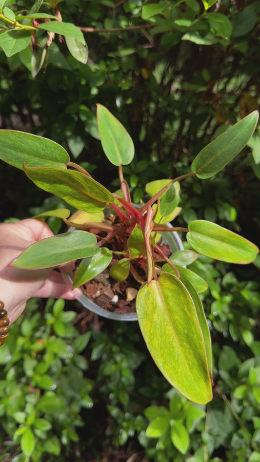 Philodendron “Painted Lady”