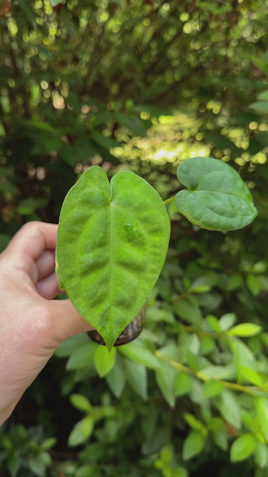 Anthurium Papillilaminum ‘Gatorbod’ x (Michelle x Zara) Seedling